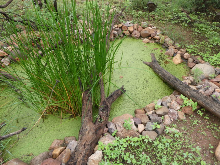 Pond