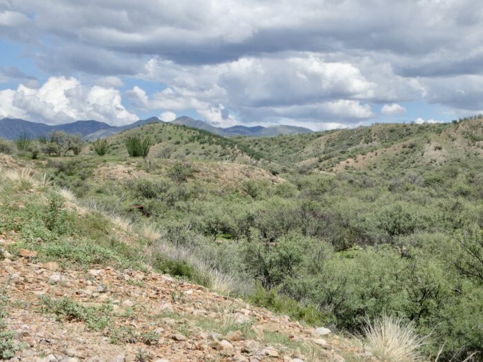 Raven's Nest - habitat