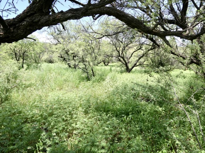Raven's Nest - habitat
