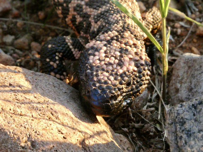 Gila Monster