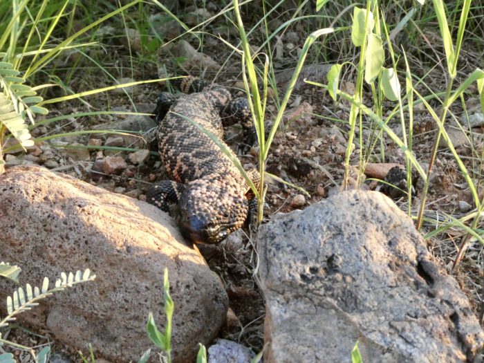 Gila Monster