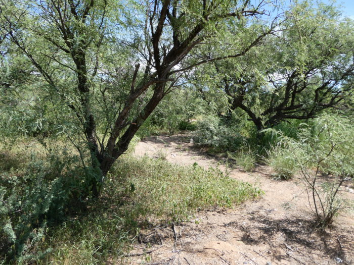 Sonoran Toad