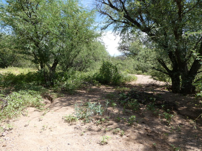 Sonoran Toad Trail