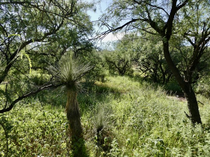 Habitat