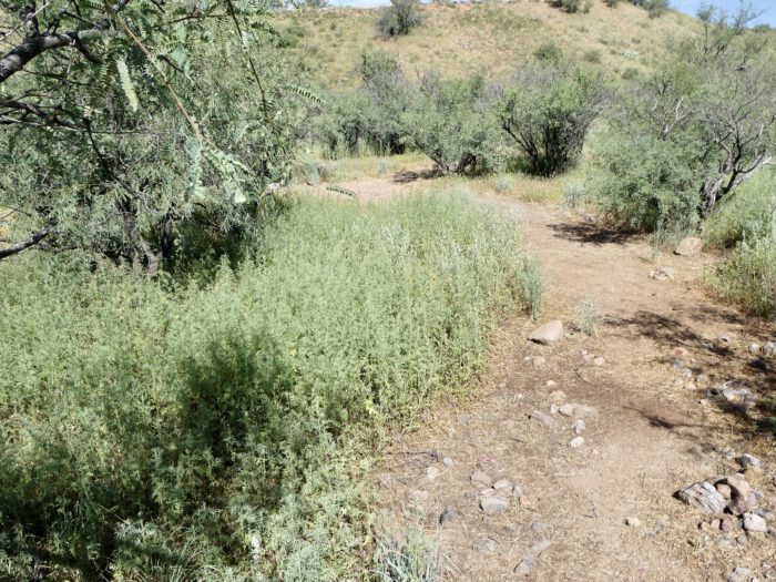 Coral Snake Trail