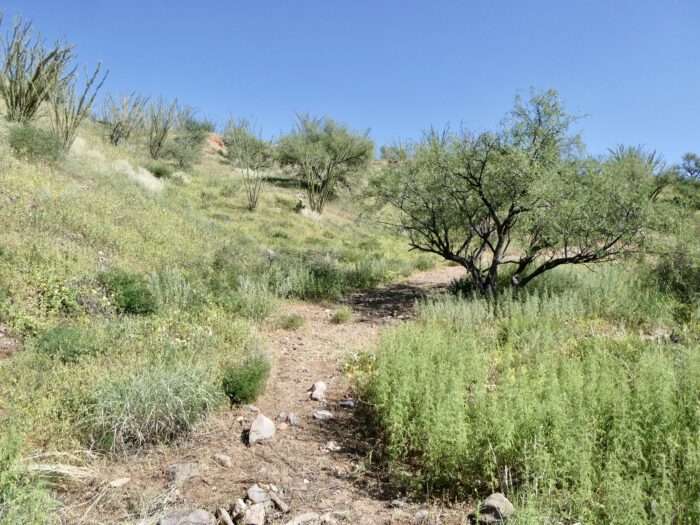 Vulture Trail