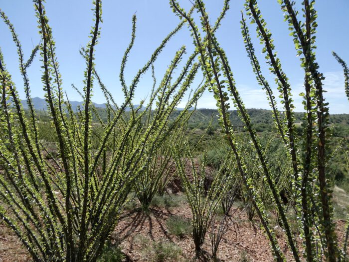 Ocotillo