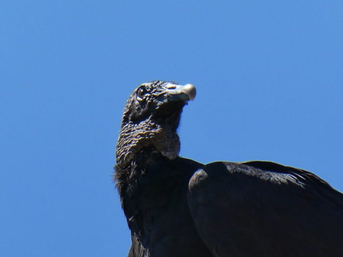 Black Vulture