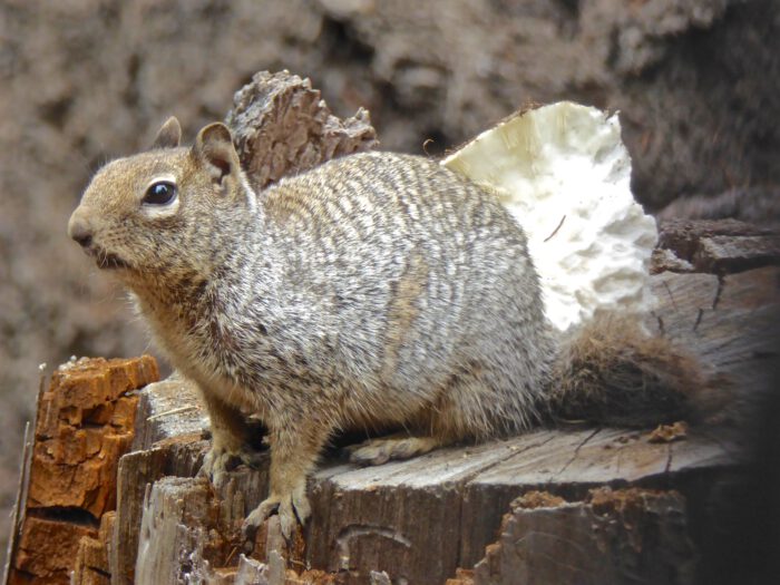 Rock Squirrel