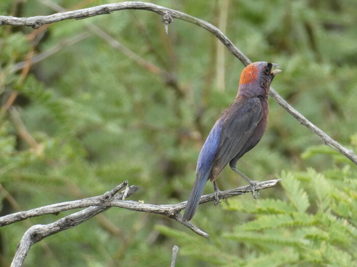 Varied Bunting