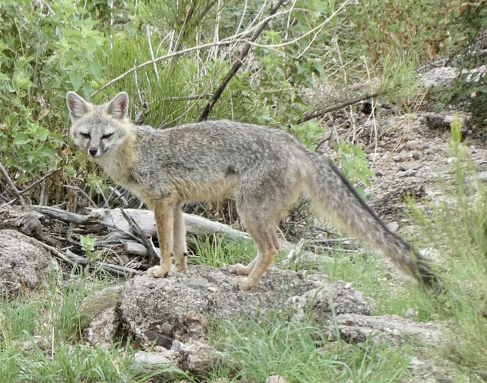 Gray Fox