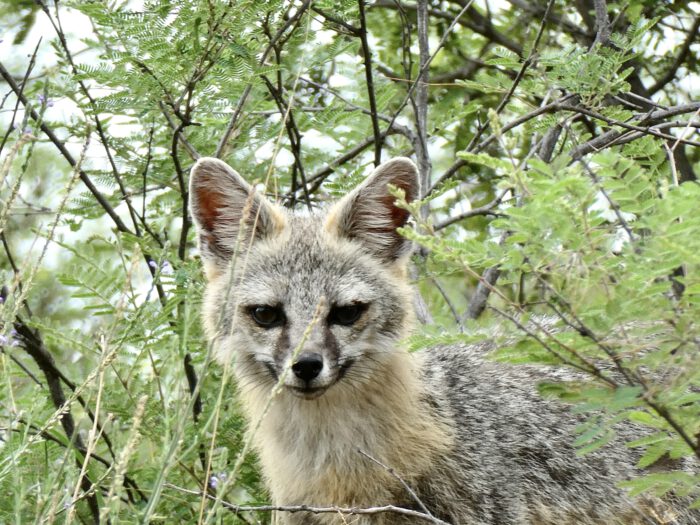 Common Gray Fox