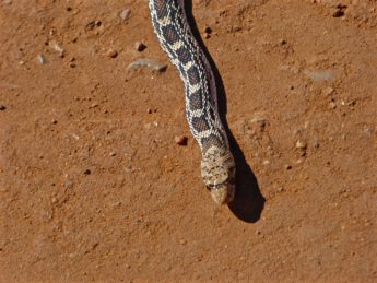 Gopher Snake