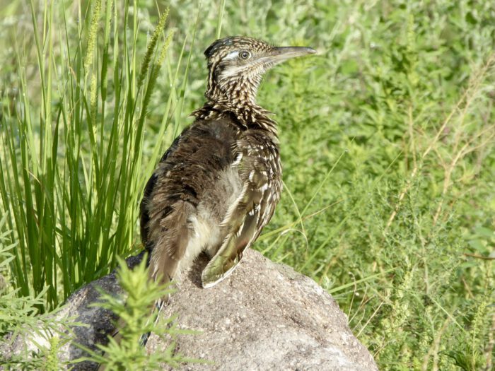 Roadrunner