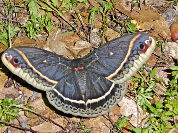 Ocotillo Saturnid Moth