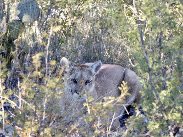 Mountain Lion