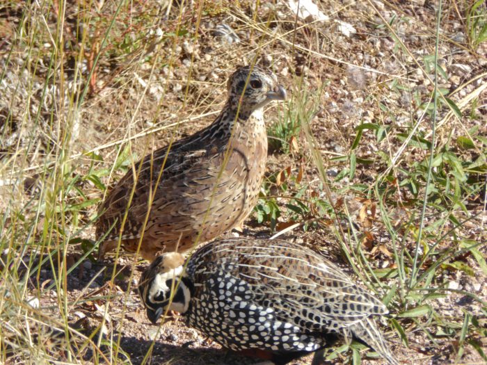 Monteczuma Quail
