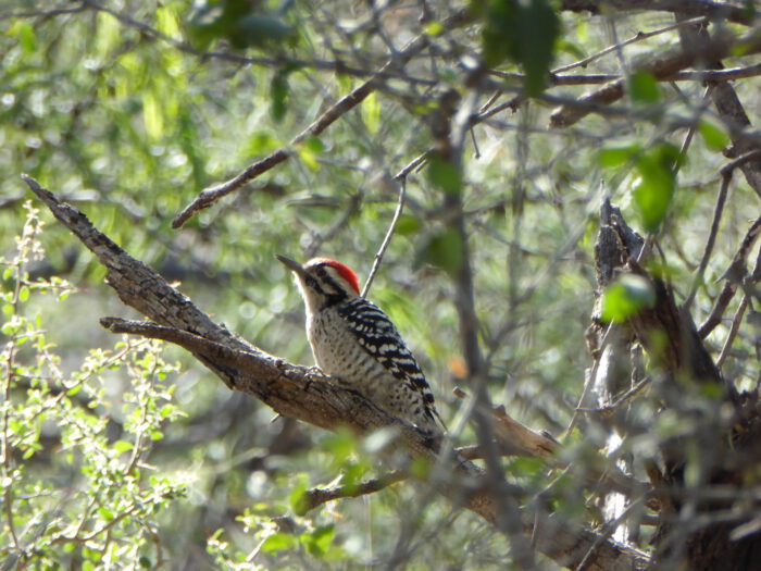 Ladder-backed Woodpecker