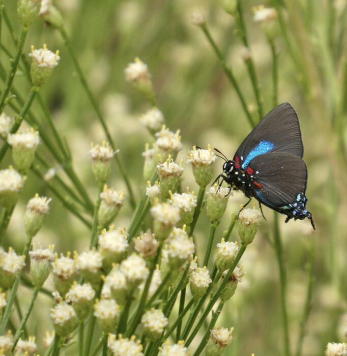 Great Purple Hairstreak