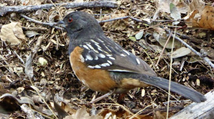 Spotted Towhee