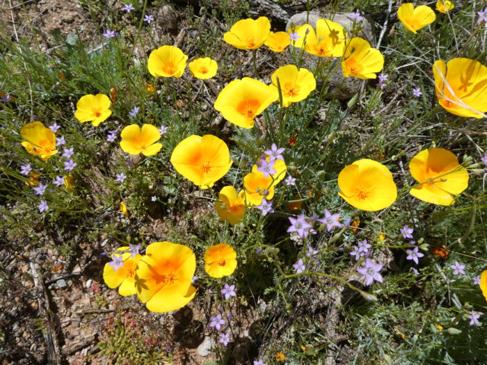 W/S - CA Poppy & Mexican Gilia
