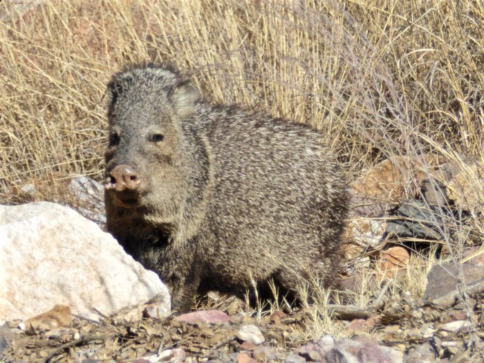 Collared Peccary
