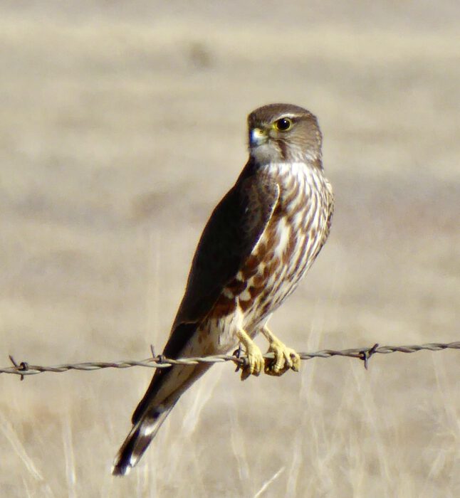 Merlin