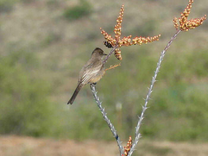 Ocotillo & Say's Phoebe