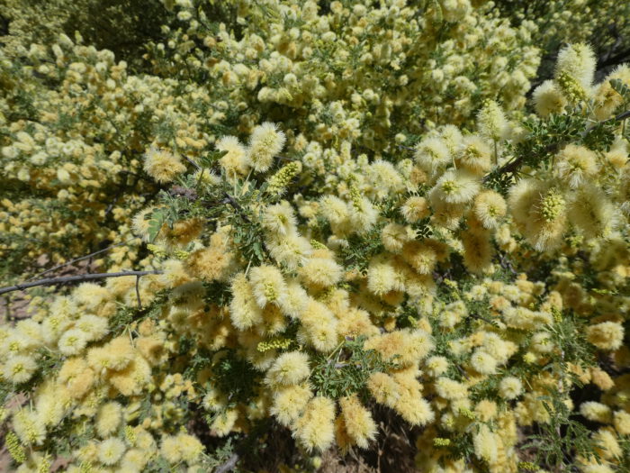 Catclaw Accacia