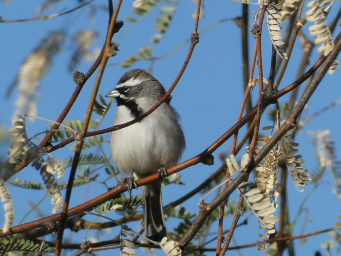 Black-throated Sparrow
