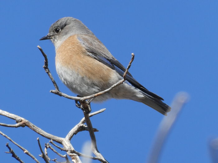 Western Bluebird