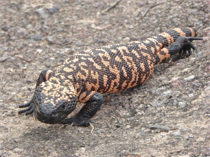 Gila Monster