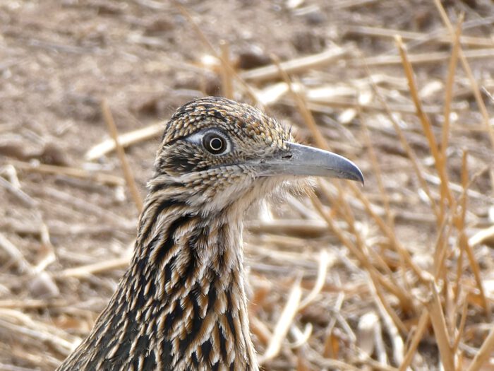 Greater Roadrunner