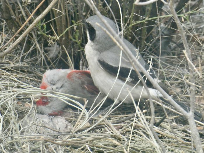 Shrike & Pyrrhuloxia