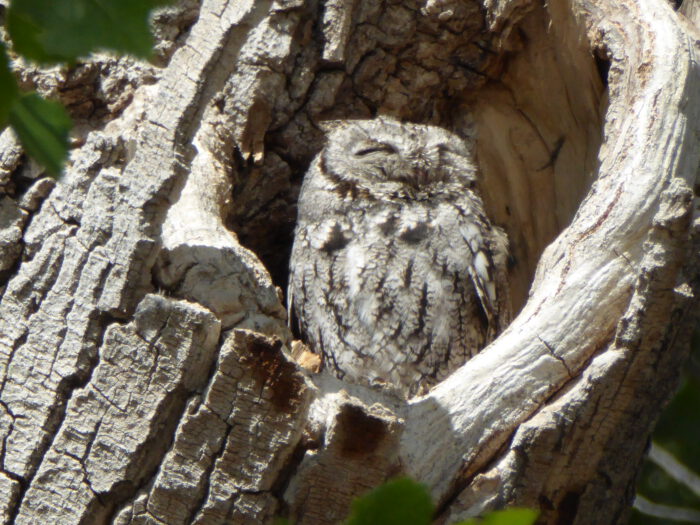 Western Screech Owl