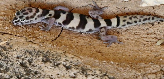 Western Banded Gecko
