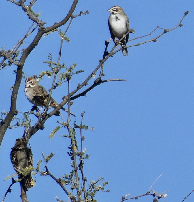 Lark Sparrow