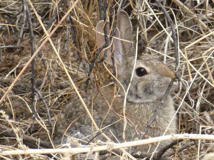 Desert Cottontail