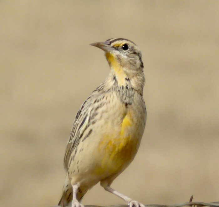Meadowlark