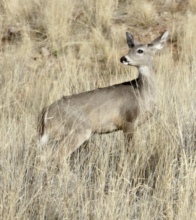 White-tailed Deer