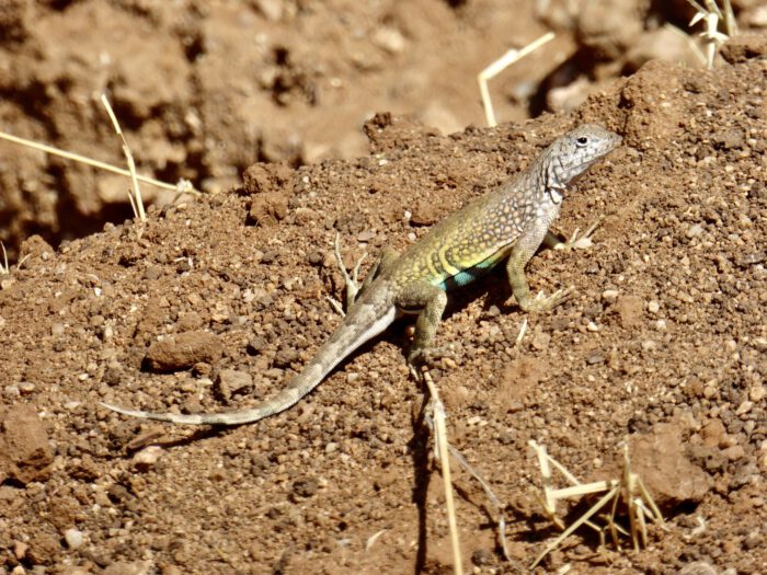 Greater Earless Lizard