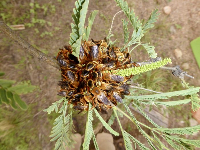 Native Bees