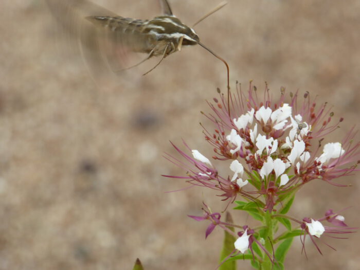 Western Clamyweed