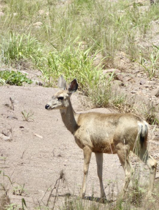Mule Deer