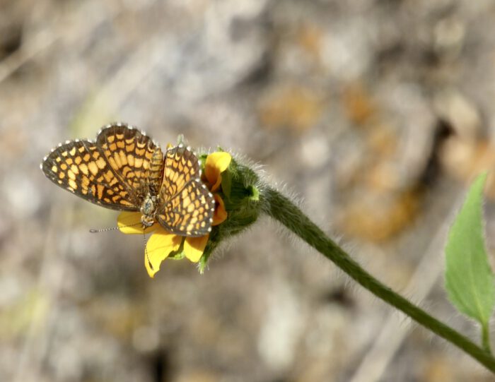 Tiny Checkerspot