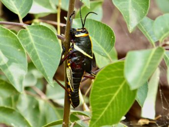 Grasshopper