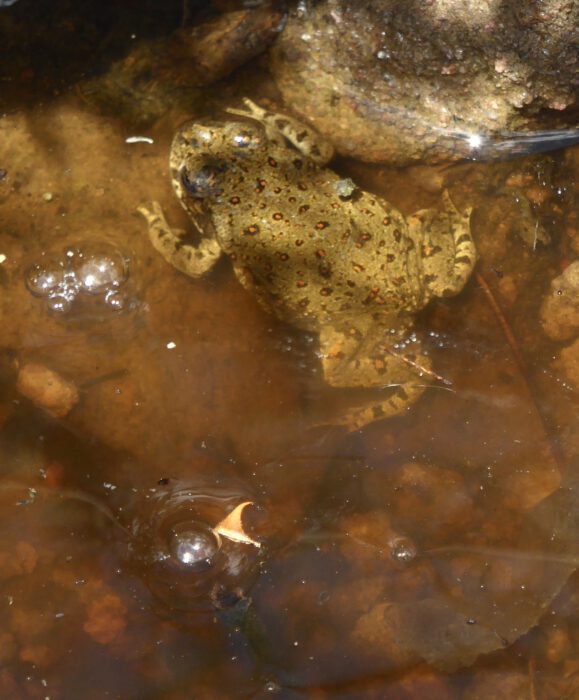 Red-spotted Toad
