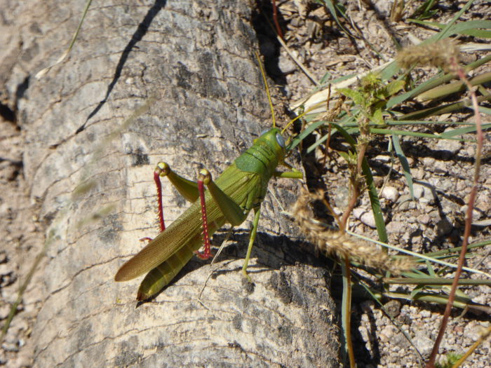 Grasshopper