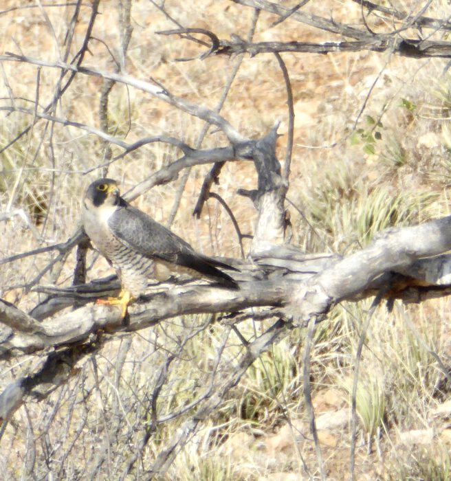 Peregrine Falcon