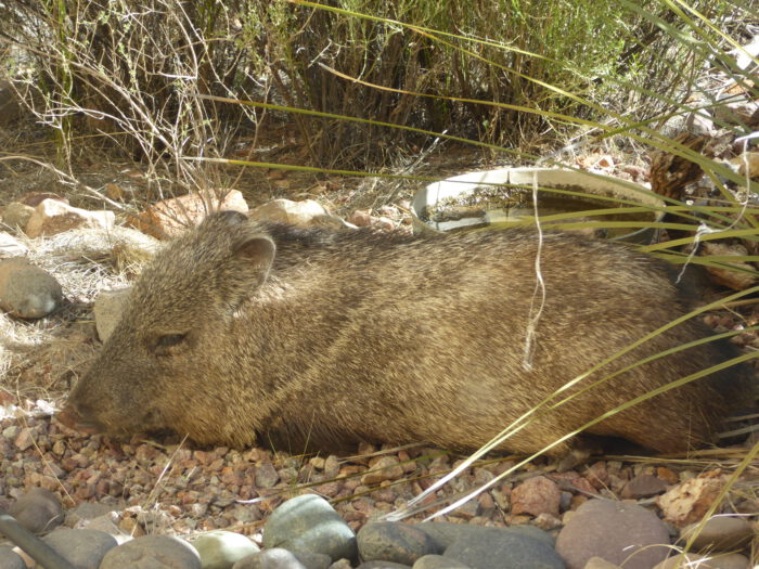 Javalina